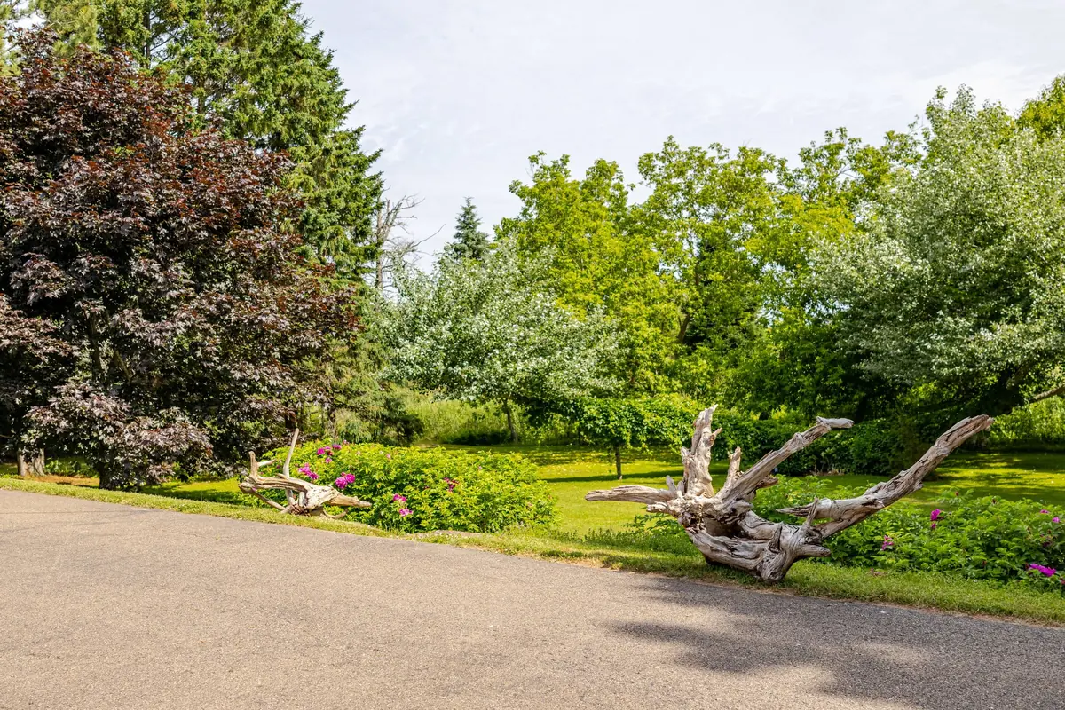 A garden path with driftwood along it