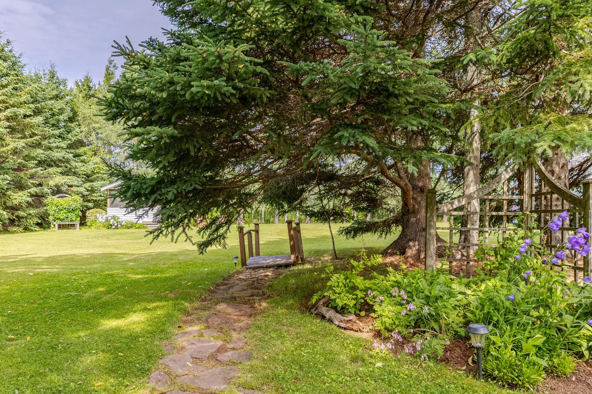 The lawn under the trees